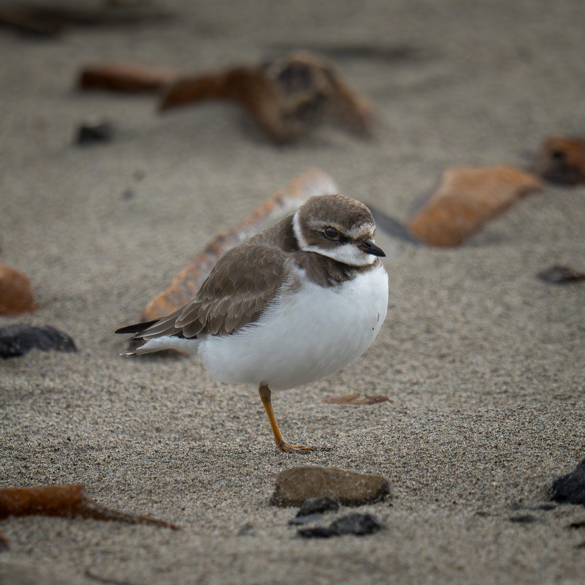 Perdeli Cılıbıt - ML646564101