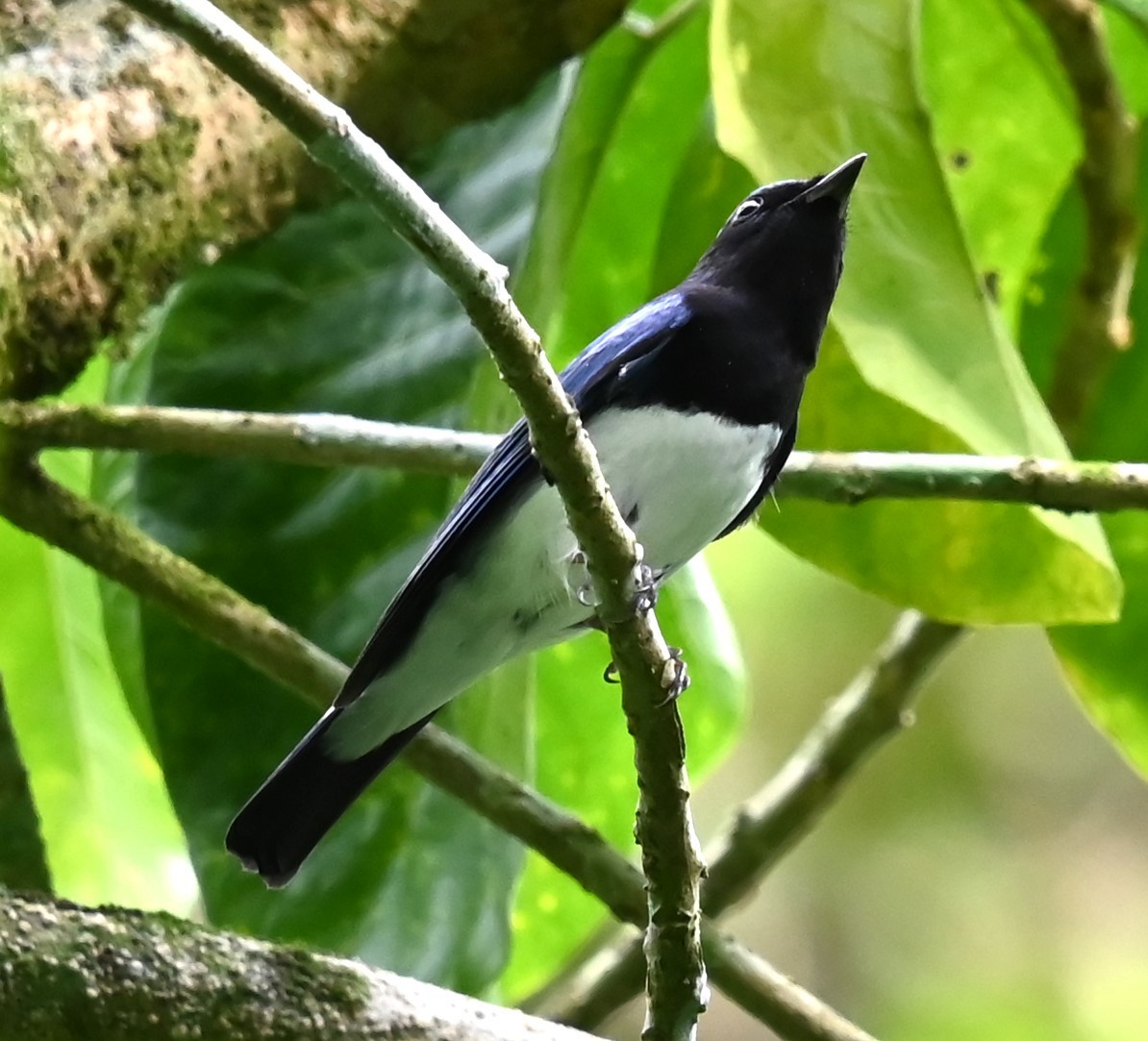 Blue-and-white Flycatcher - ML646564102