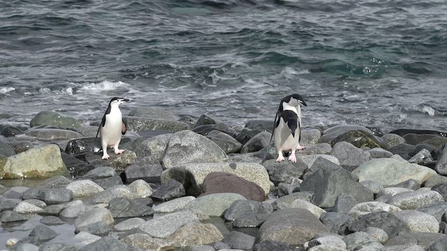 Антарктический пингвин - ML646564103