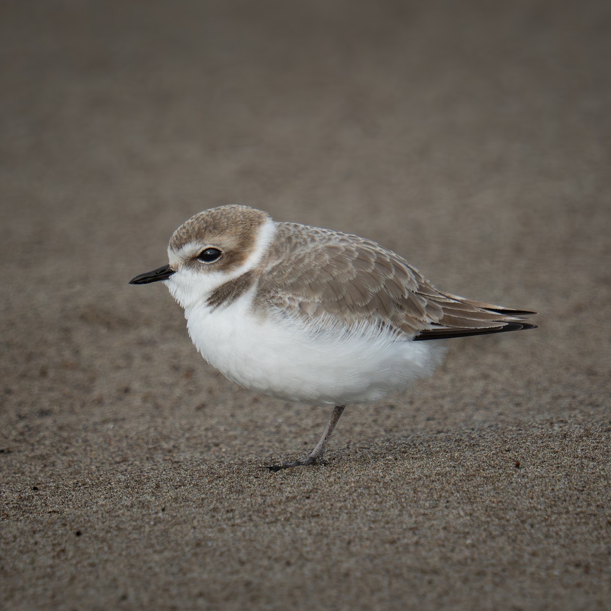 Karlı Cılıbıt - ML646564104