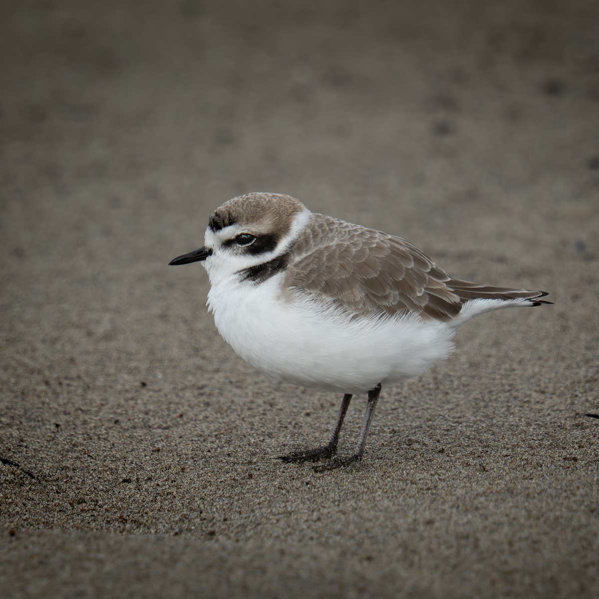 Karlı Cılıbıt - ML646564105