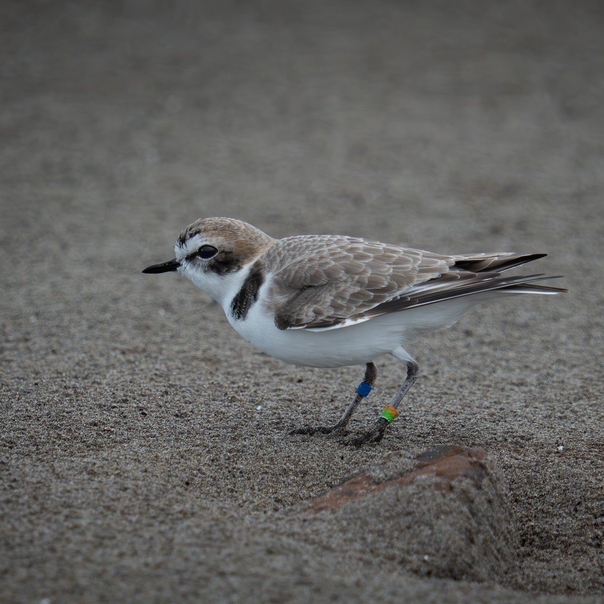 Karlı Cılıbıt - ML646564106