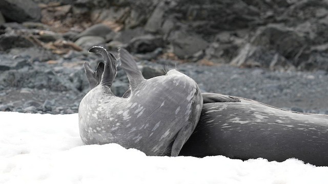 Weddell Seal - ML646564109