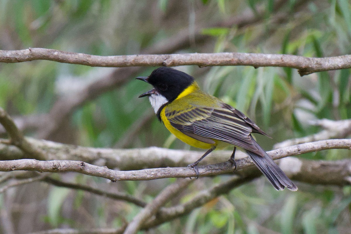 Altuni Islıkçı (fuliginosa/occidentalis) - ML646564112