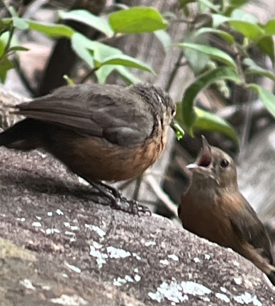 Kaya Akantizi - ML646564113