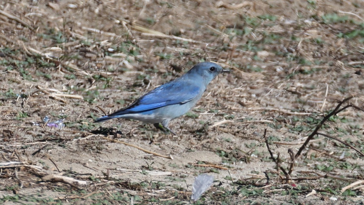 Mountain Bluebird - ML646564115