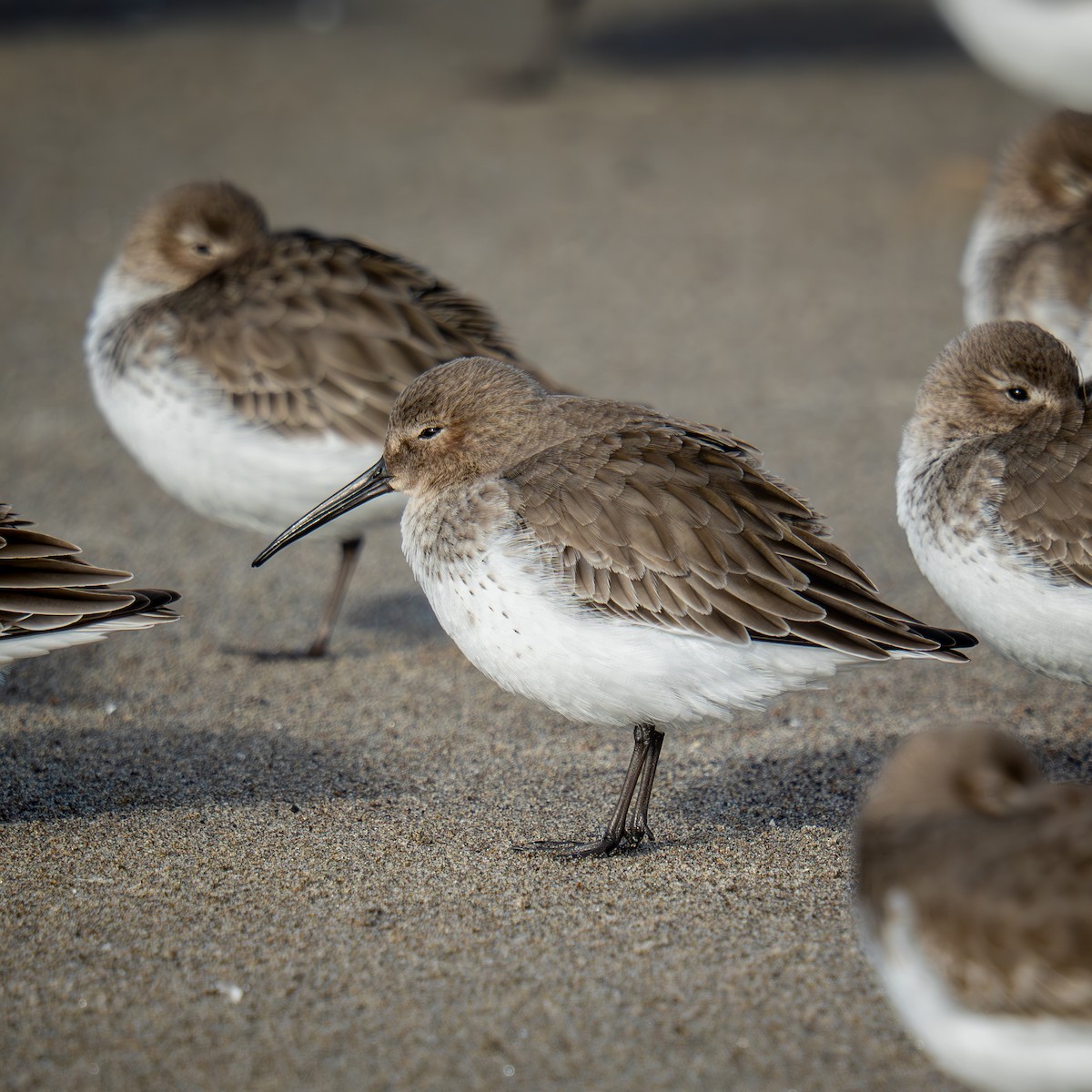 Kara Karınlı Kumkuşu - ML646564116