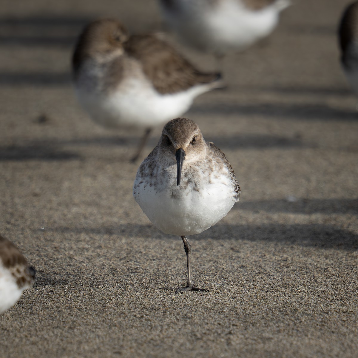 Kara Karınlı Kumkuşu - ML646564117