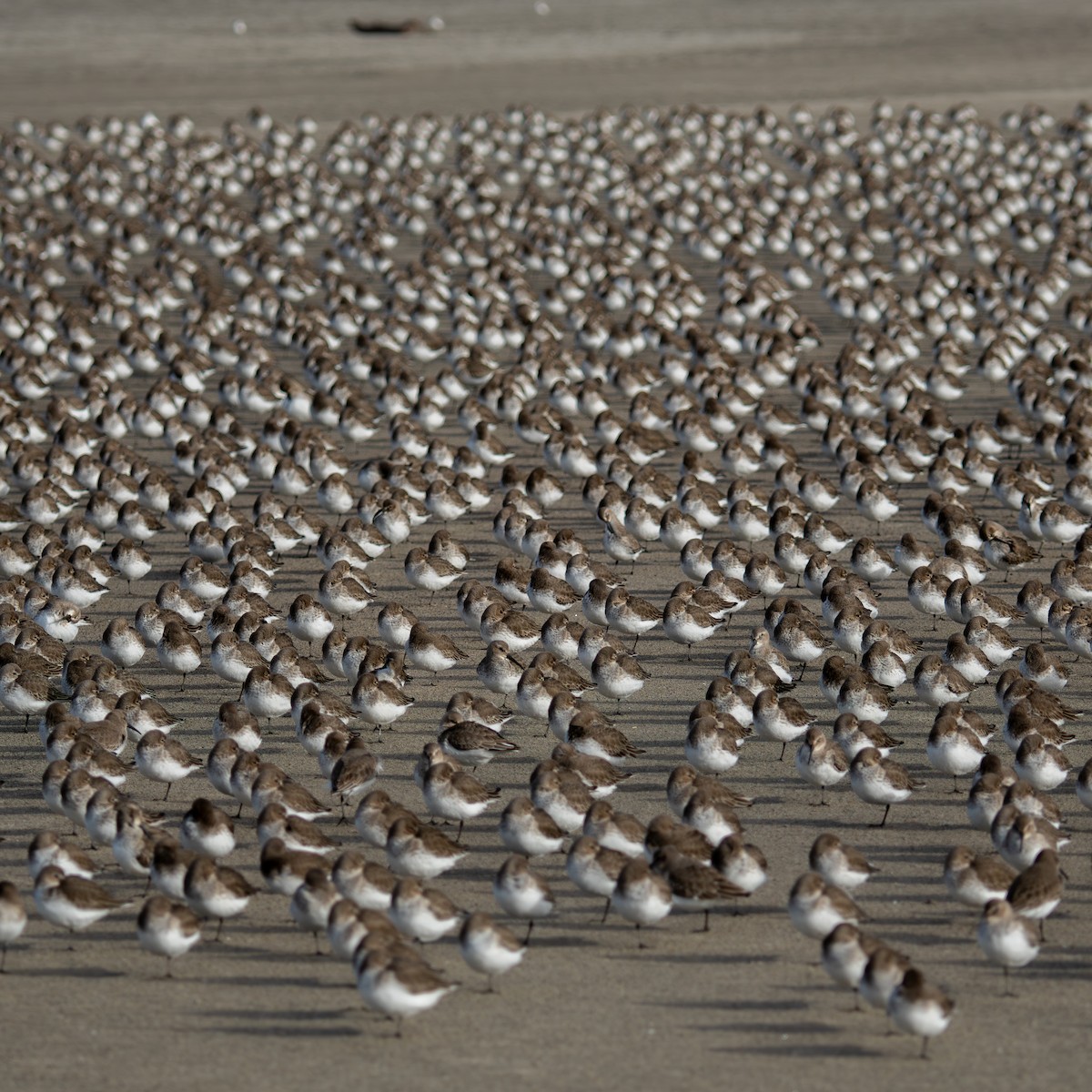 Kara Karınlı Kumkuşu - ML646564118