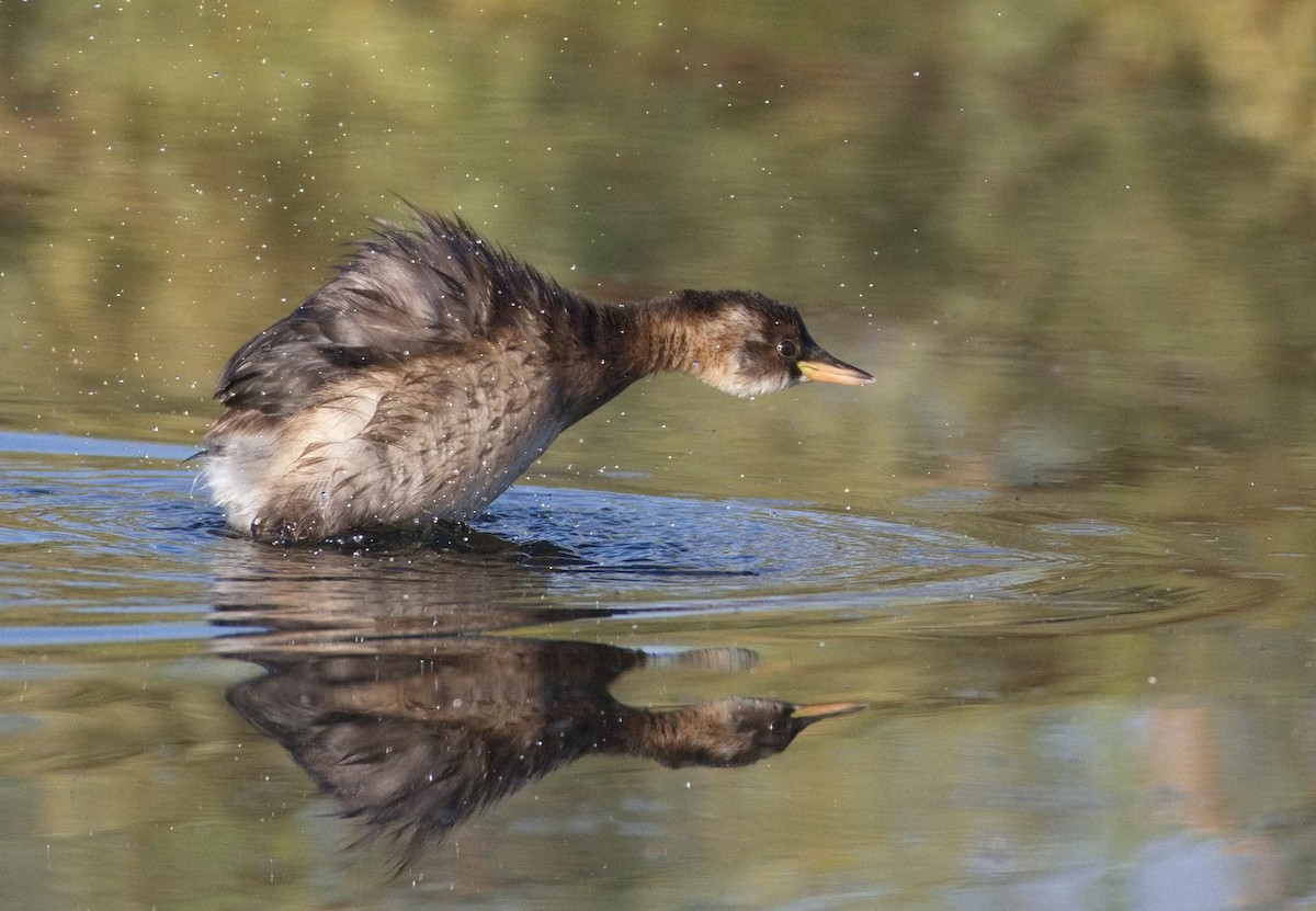 Küçük Batağan - ML646564119