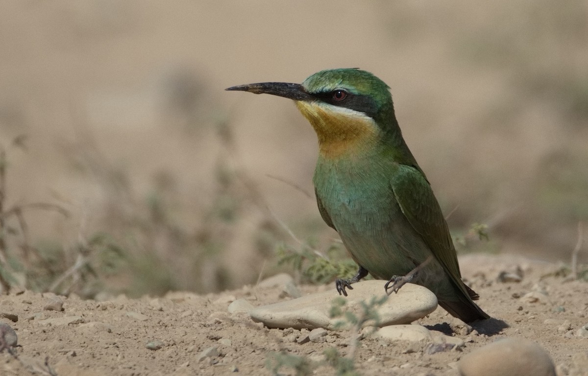 שרקרק ירוק - ML646564120