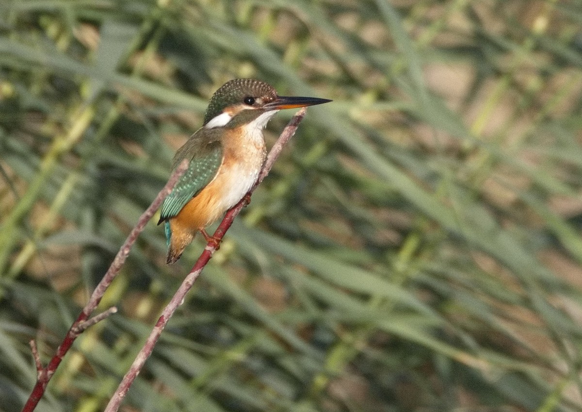 Yalıçapkını - ML646564121