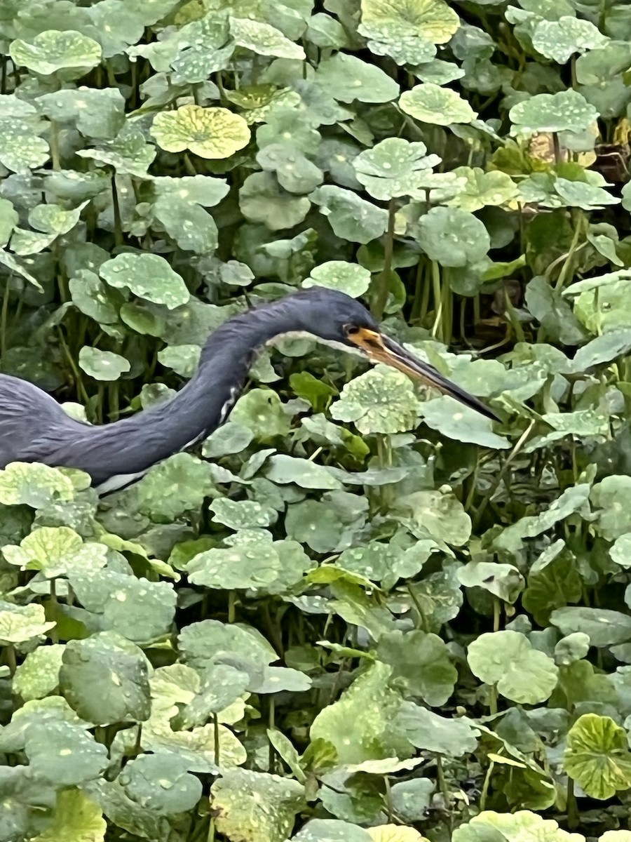 Tricolored Heron - ML646564122