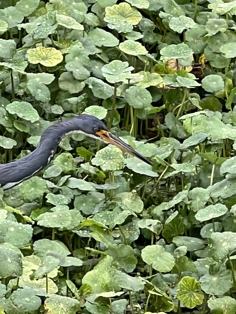 Tricolored Heron - ML646564123