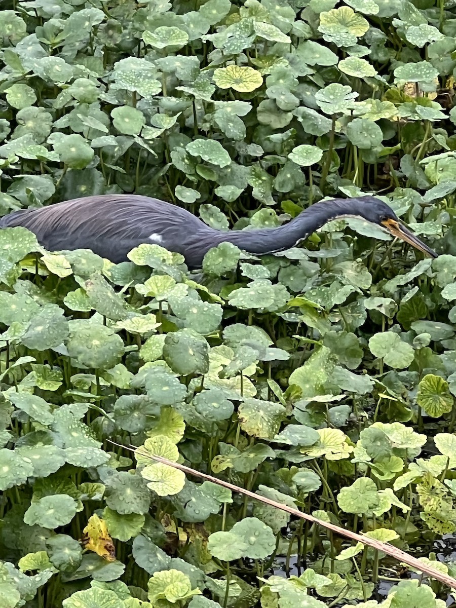 Tricolored Heron - ML646564124