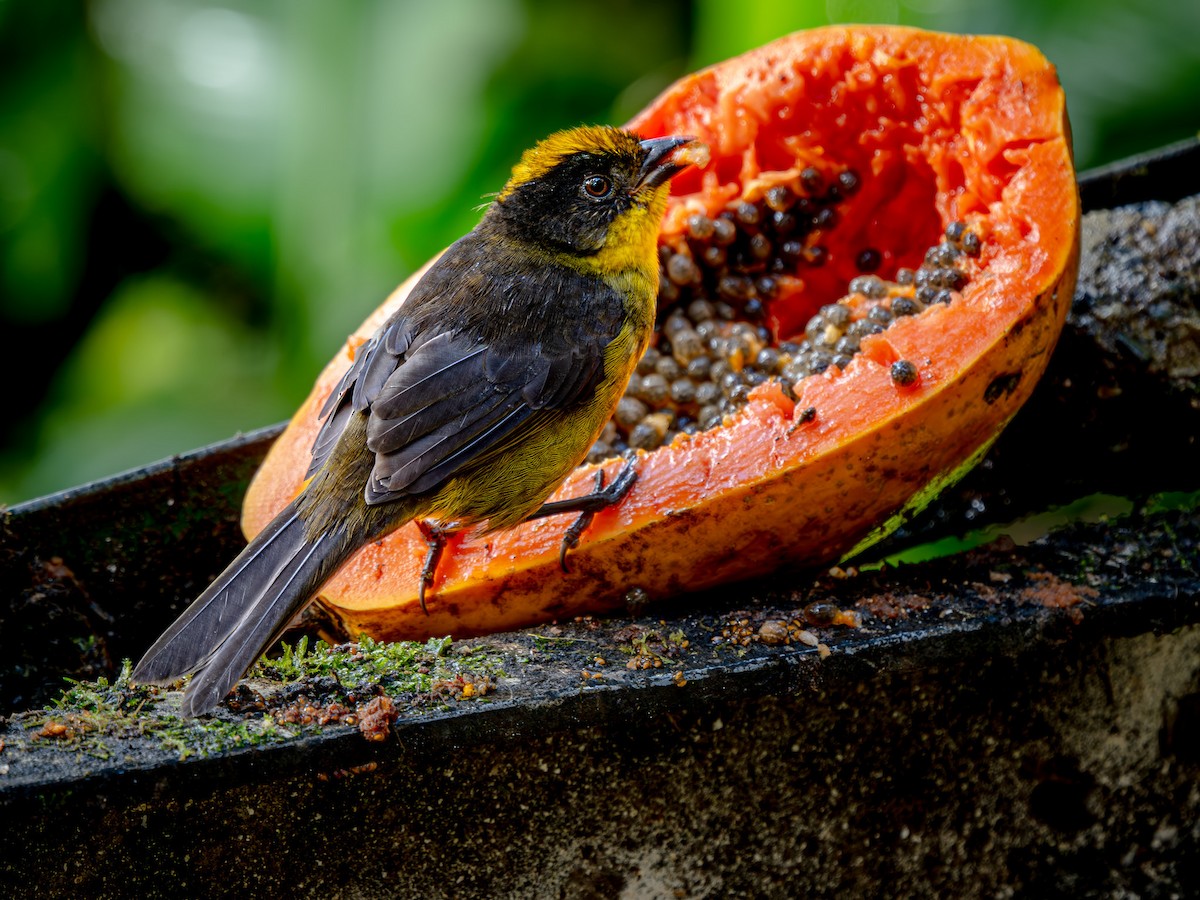 Çok Çalı serçesi - ML646564125