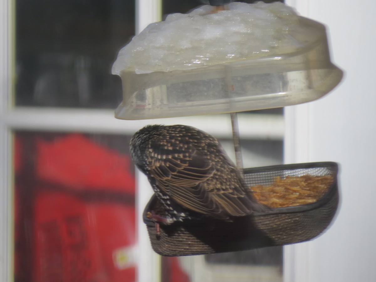 European Starling - ML646564126