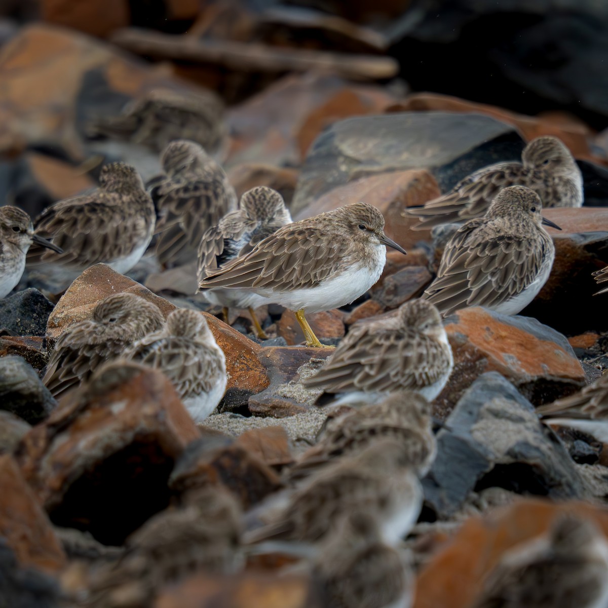 Cüce Kumkuşu - ML646564127