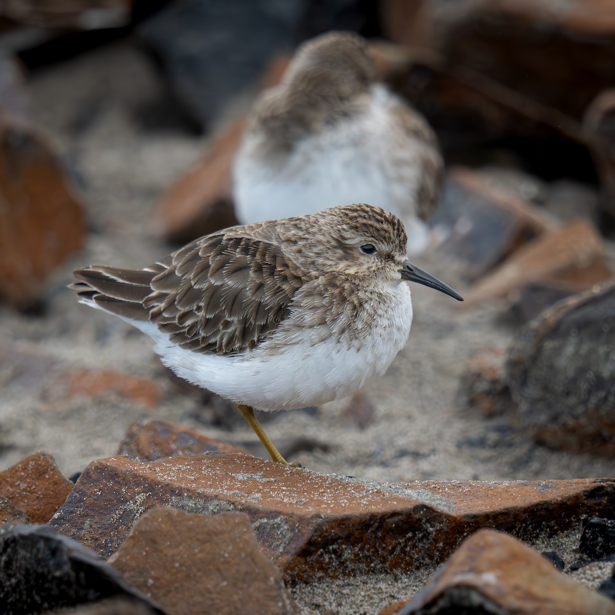 Cüce Kumkuşu - ML646564128