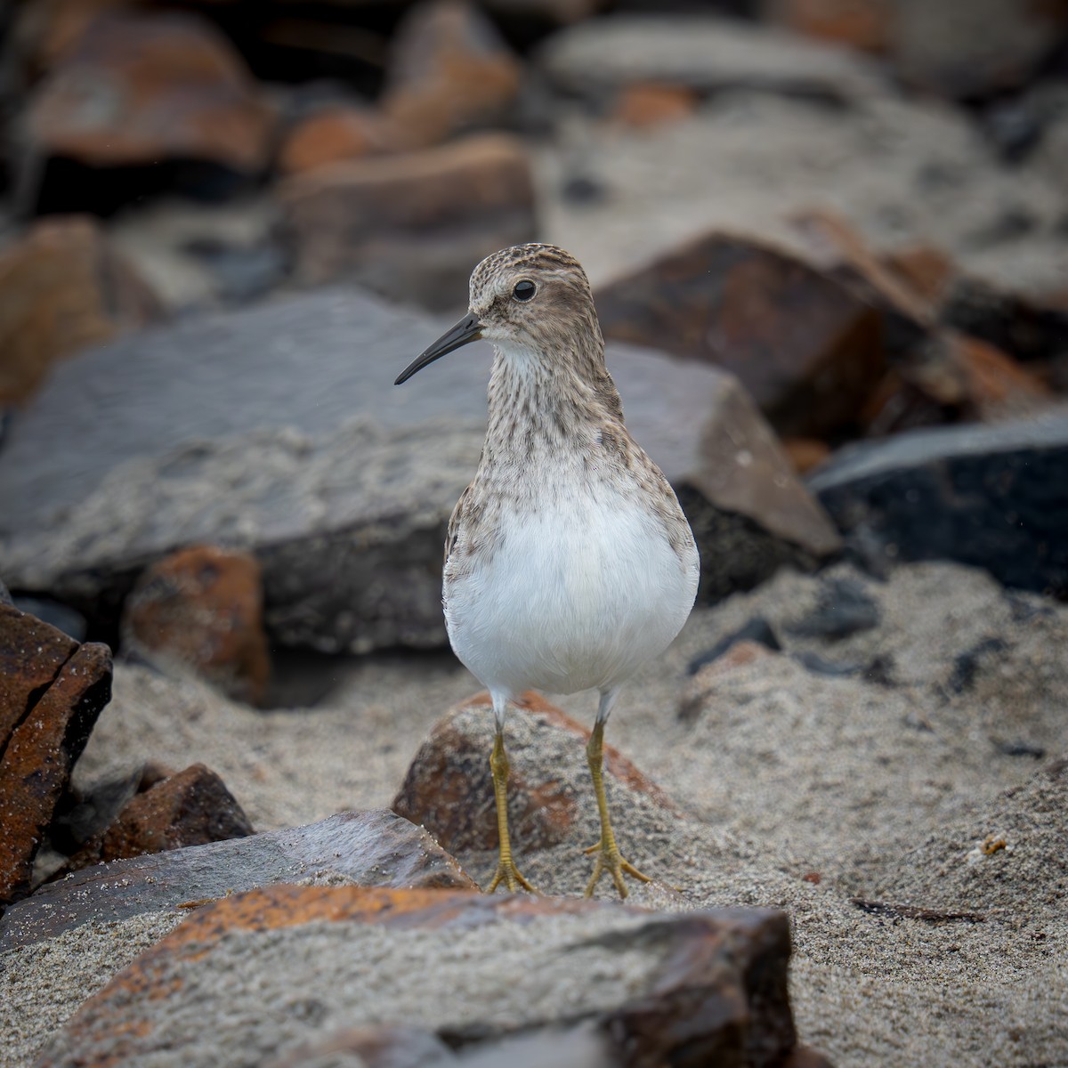 Cüce Kumkuşu - ML646564129