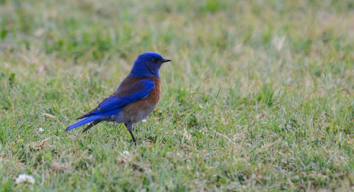 vestblåfugl - ML646564130