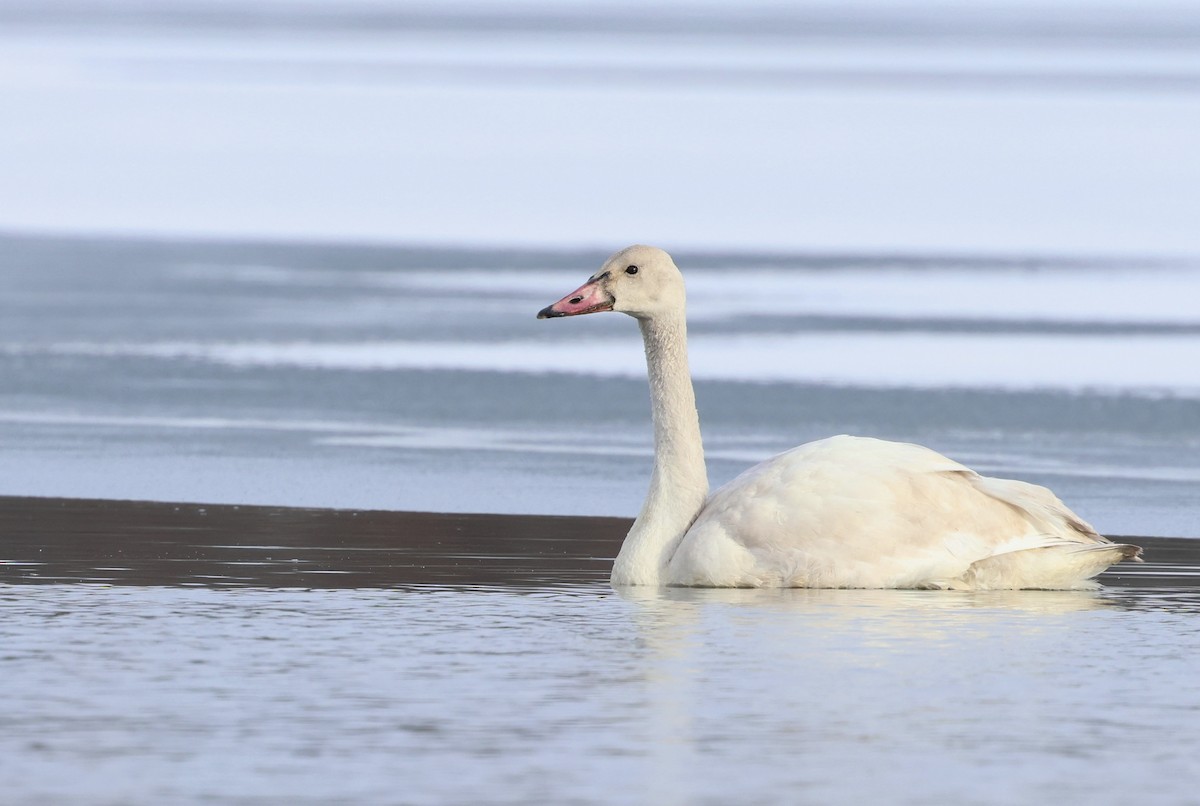 Küçük Kuğu - ML646564131