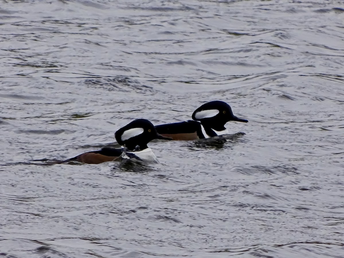 Hooded Merganser - ML646564132