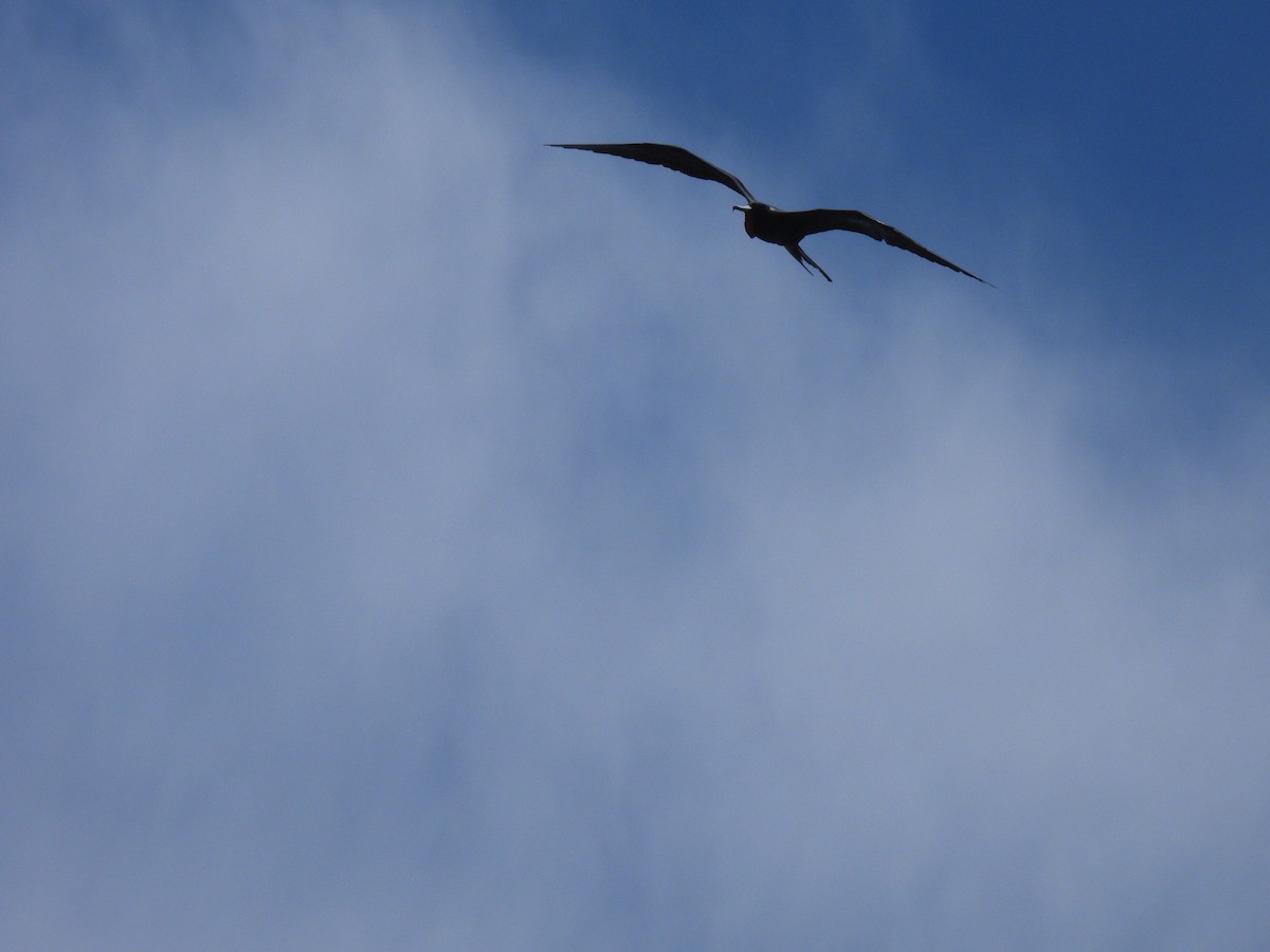 Muhteşem Fregatkuşu - ML646564133