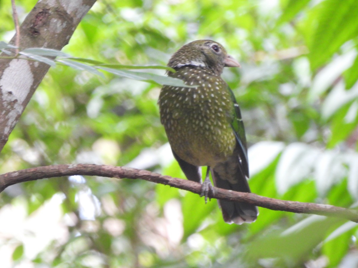 Green Catbird - ML646564134