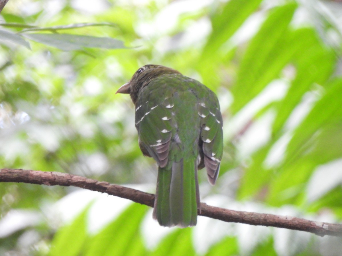 Green Catbird - ML646564135