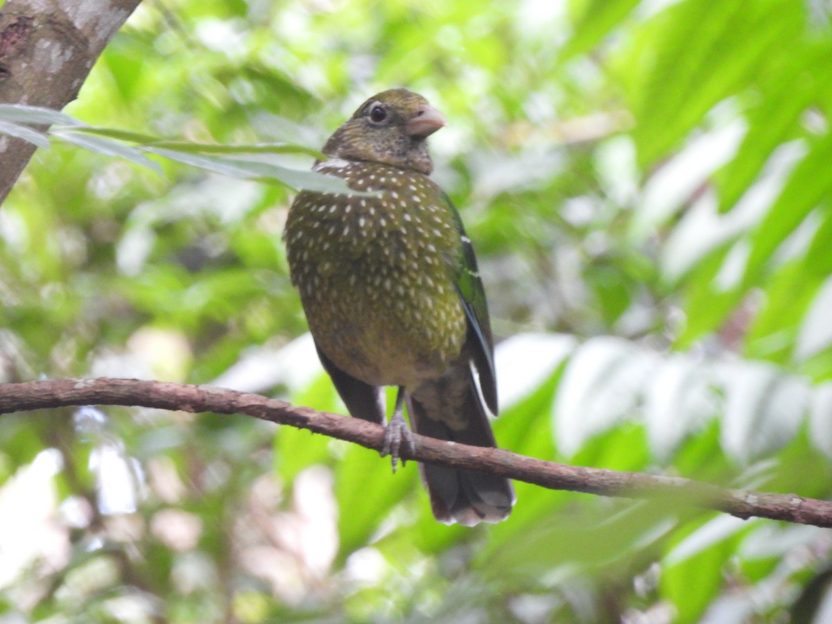Green Catbird - ML646564136