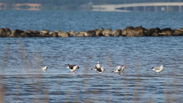 Чёрный водорез - ML646564137