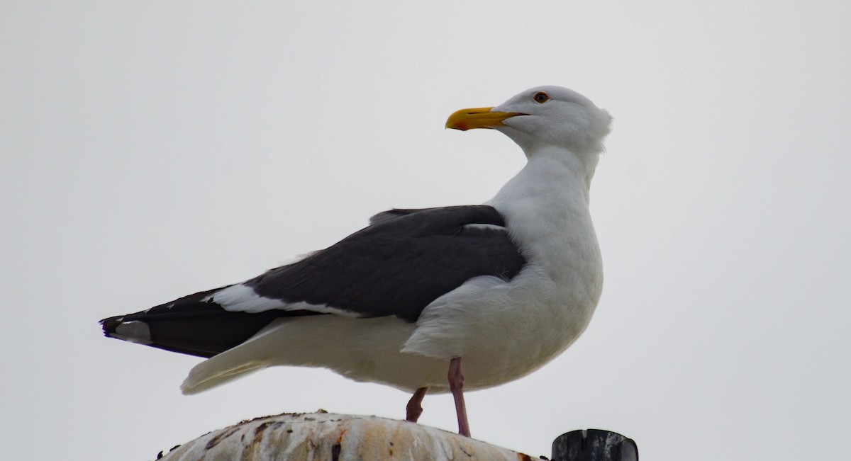 Batı Amerika Martısı - ML646564145