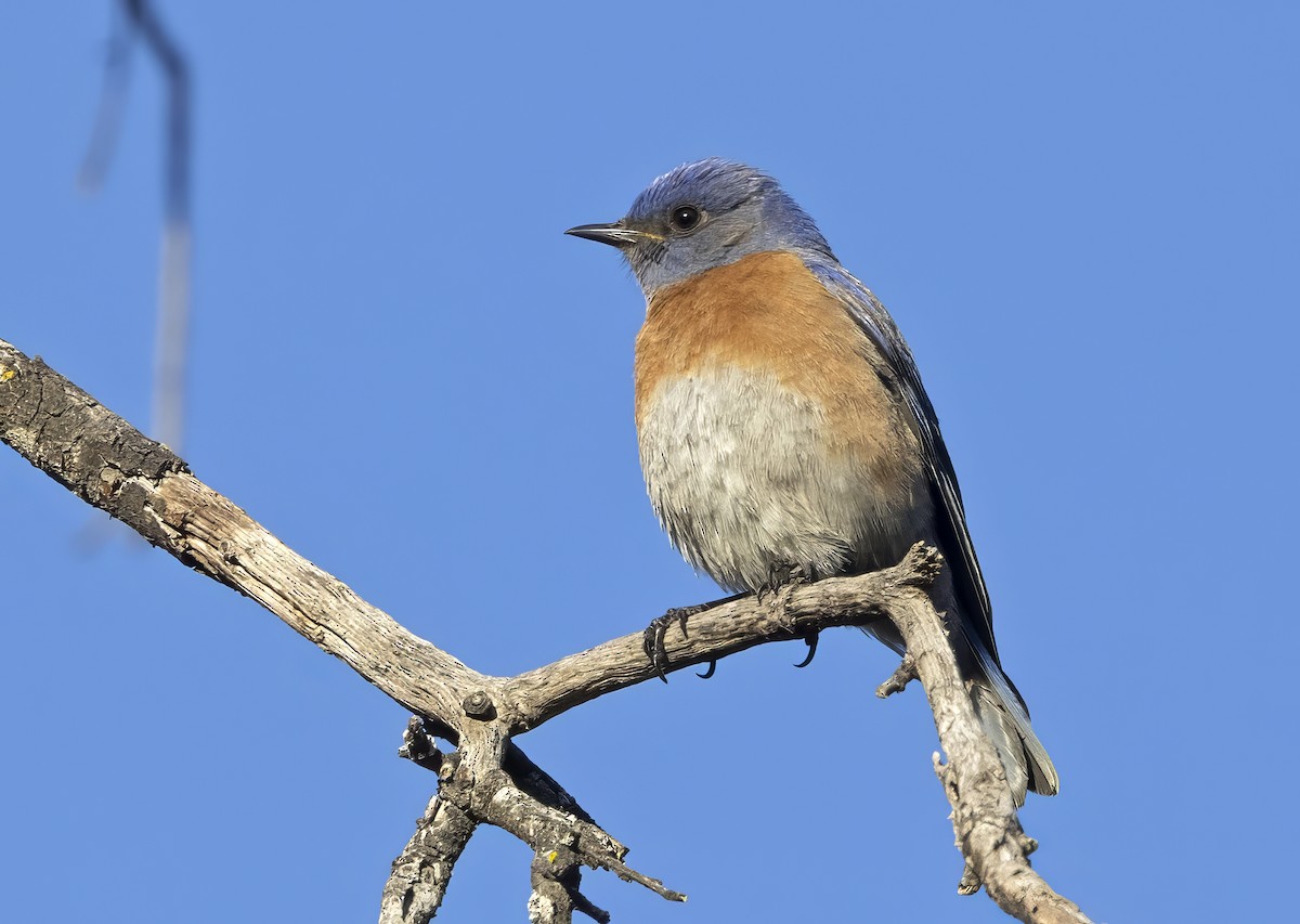 vestblåfugl - ML646564147