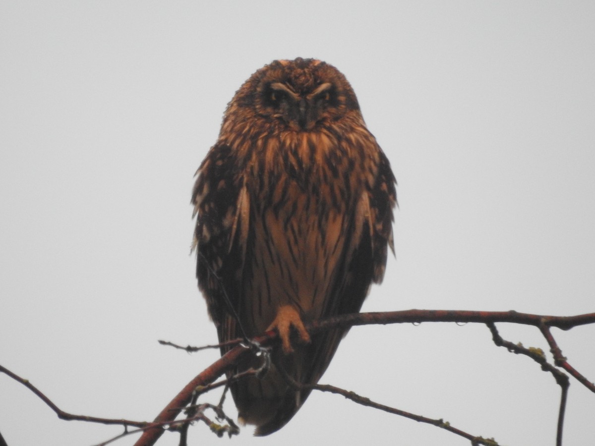 Short-eared Owl - ML646564148