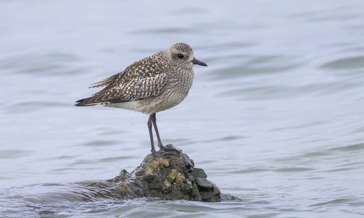 Black-bellied Plover - ML646564151