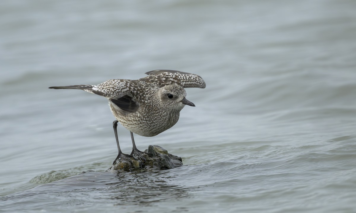 Black-bellied Plover - ML646564153