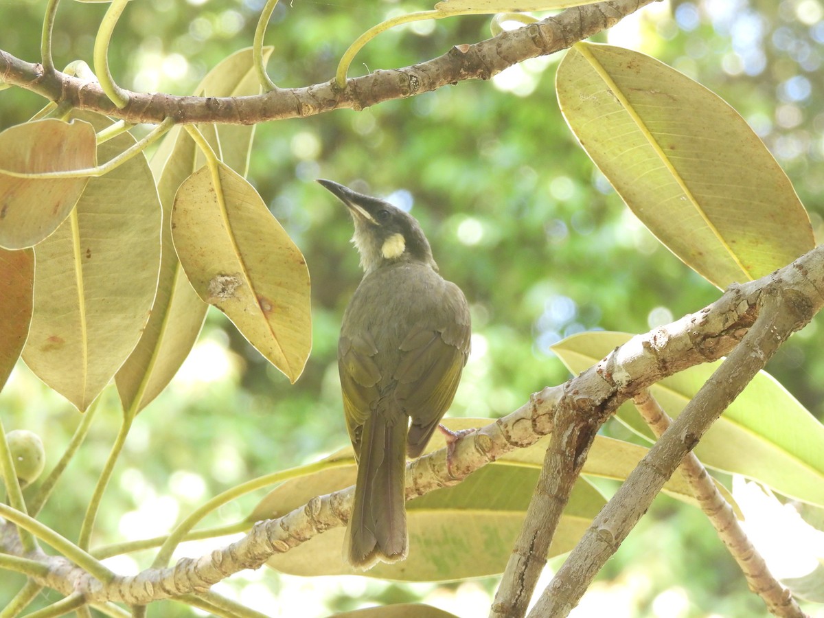 Lewin's Honeyeater - ML646564154