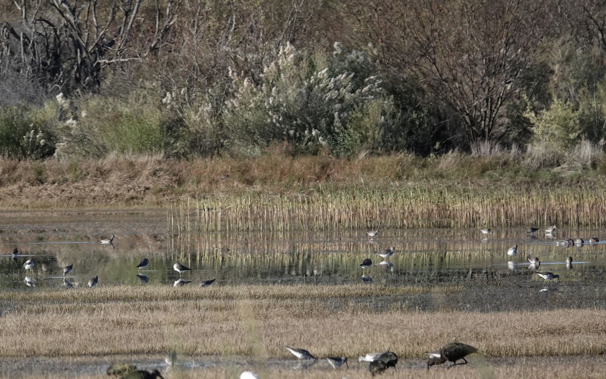 Greater Yellowlegs - ML646564156