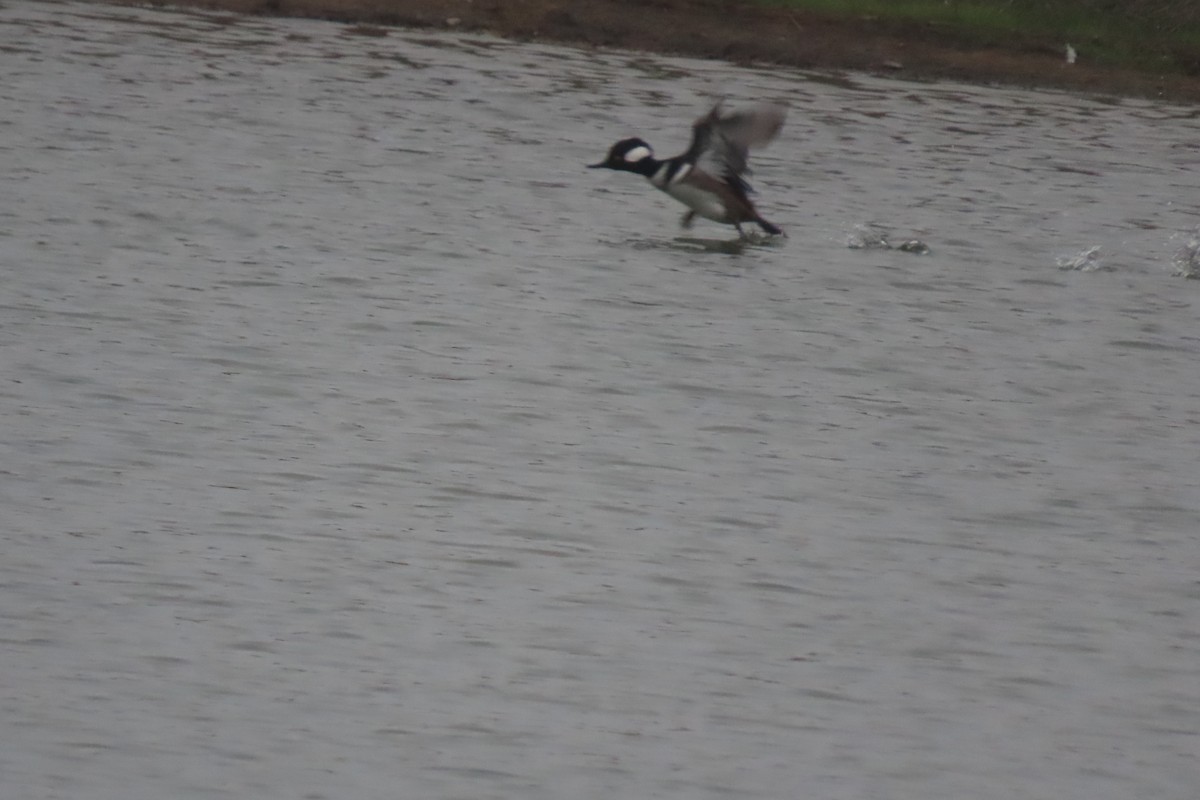 Hooded Merganser - ML646564157