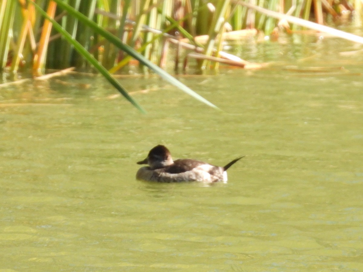 Американская савка - ML646564158