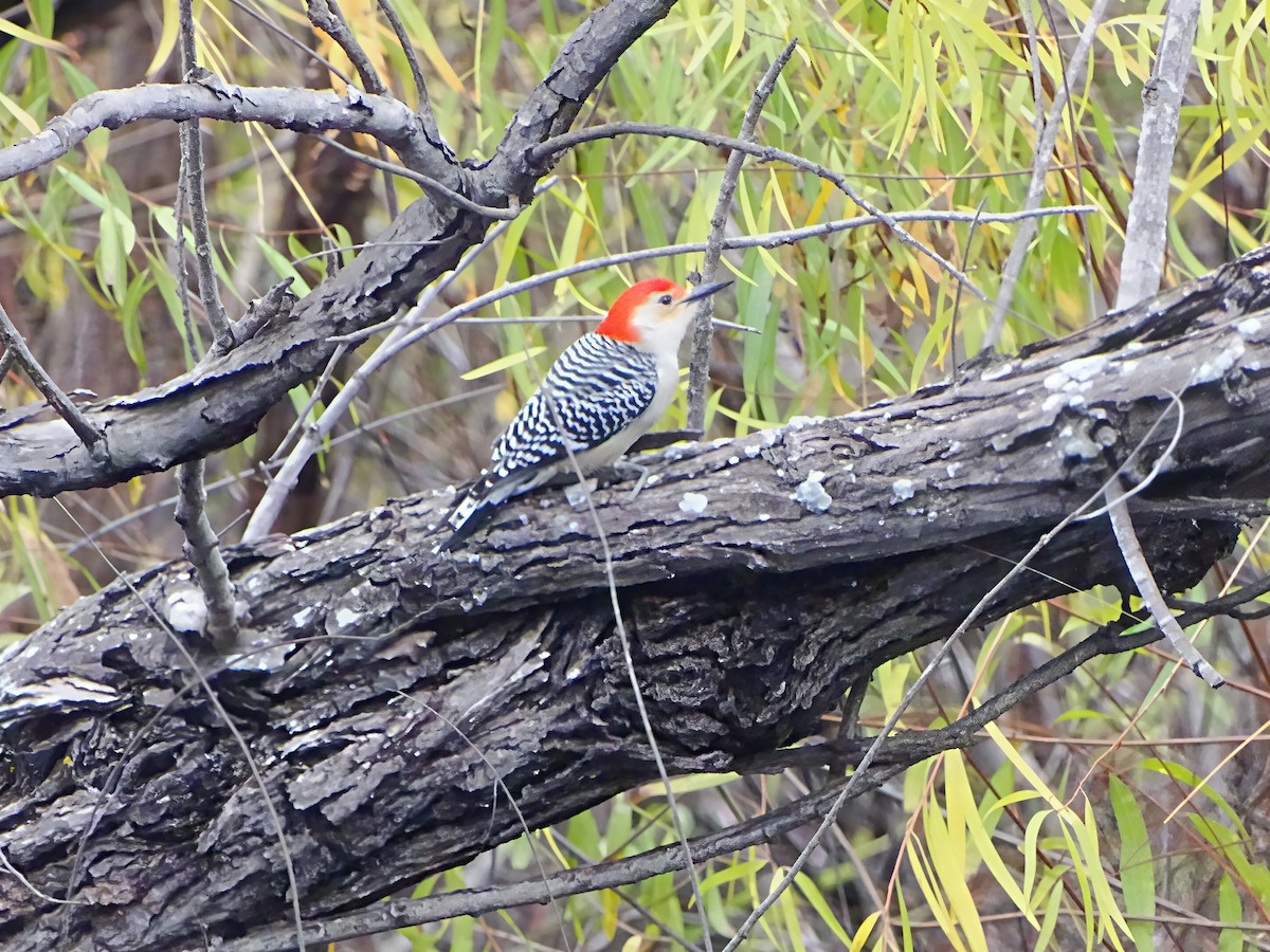 Гіла каролінська - ML646564159