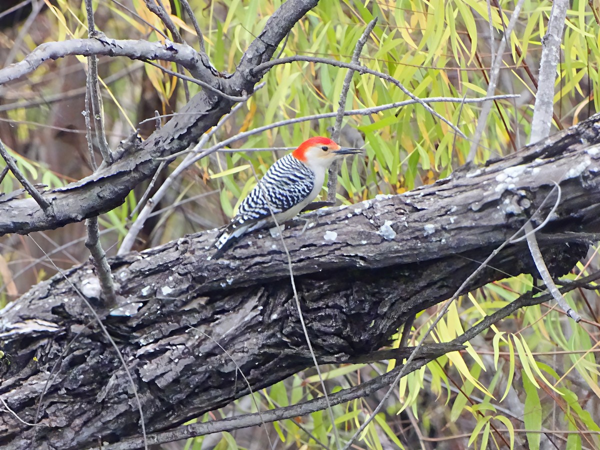 Гіла каролінська - ML646564160
