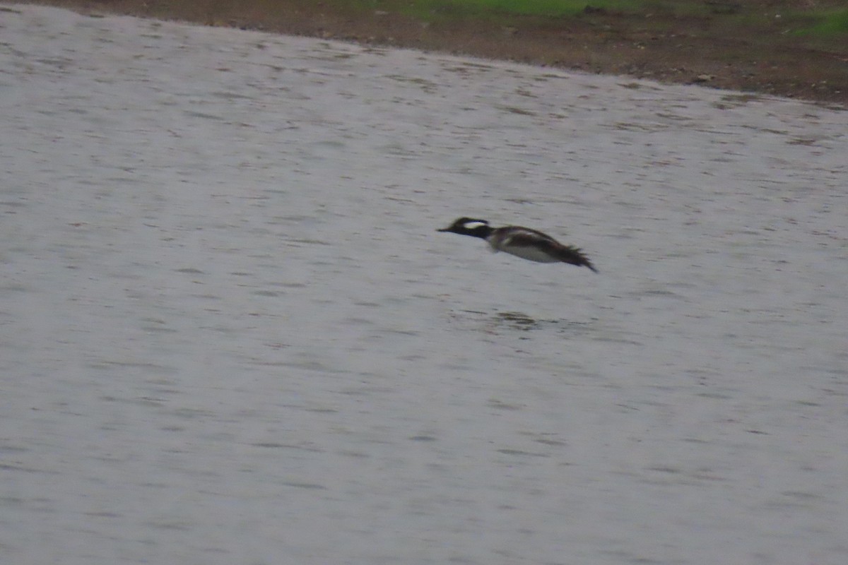 Hooded Merganser - ML646564162