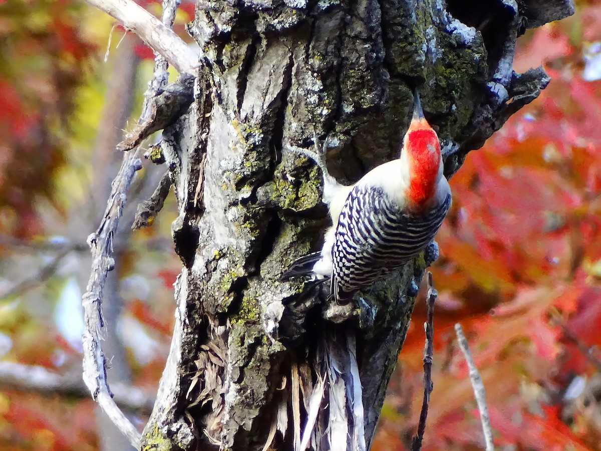 Гіла каролінська - ML646564164