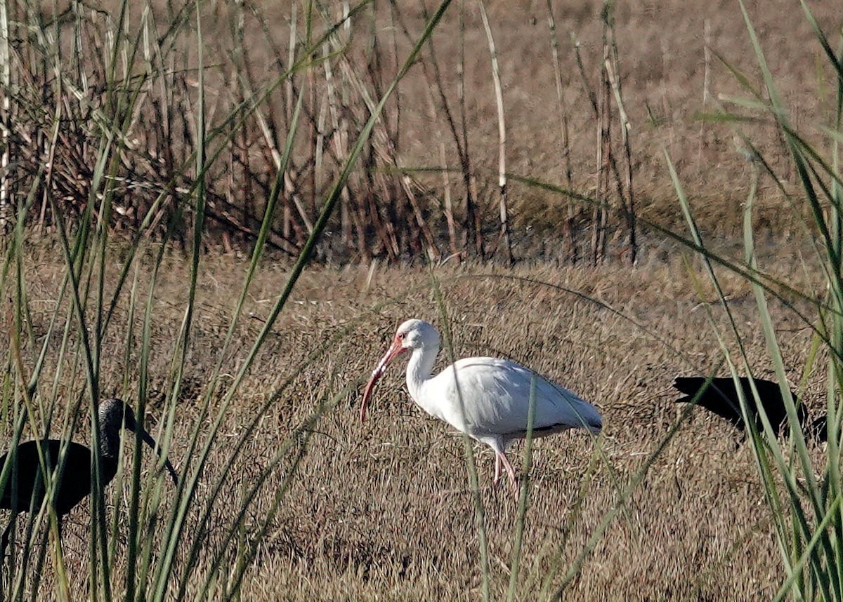 White Ibis - ML646564168
