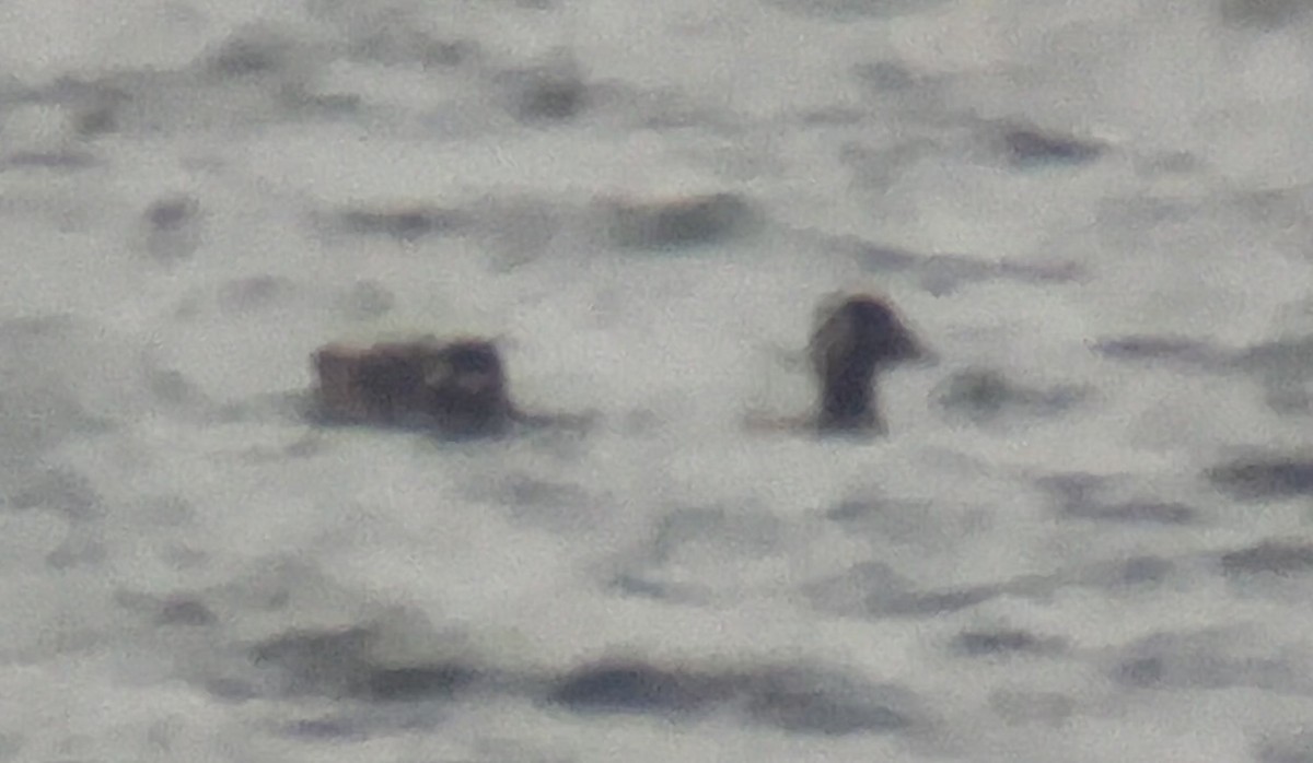 Surf Scoter - ML646564169