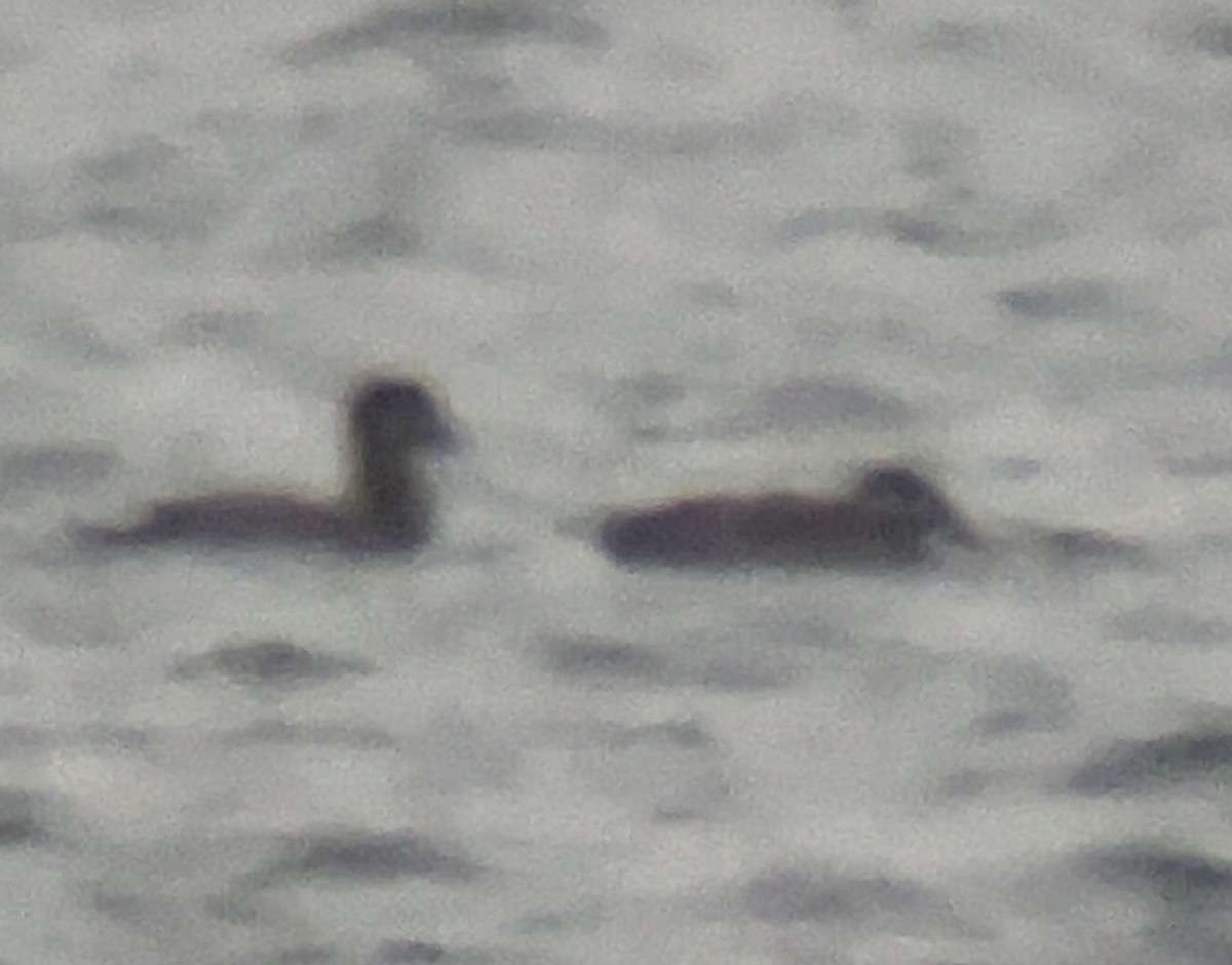 Surf Scoter - ML646564170