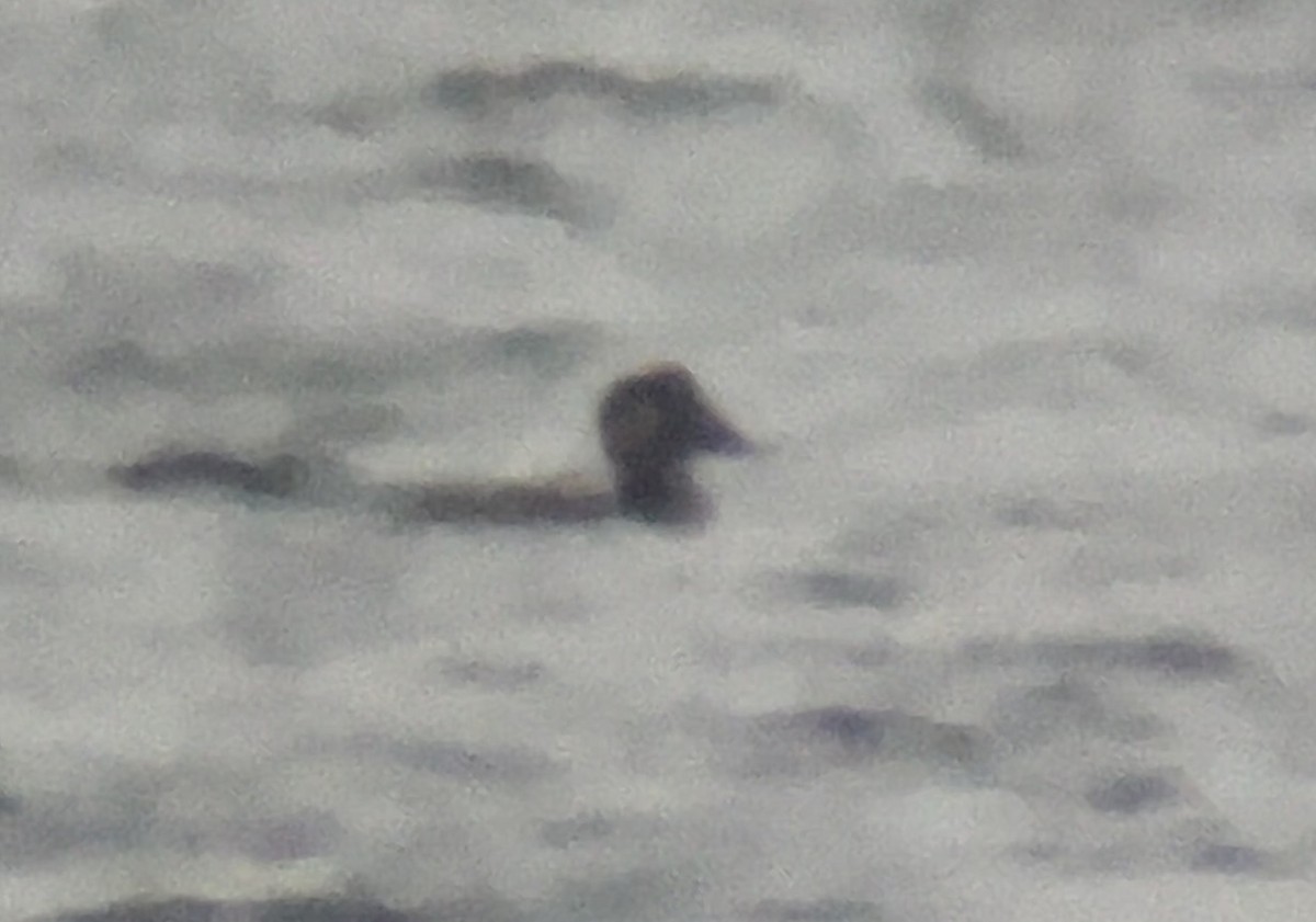 Surf Scoter - ML646564171