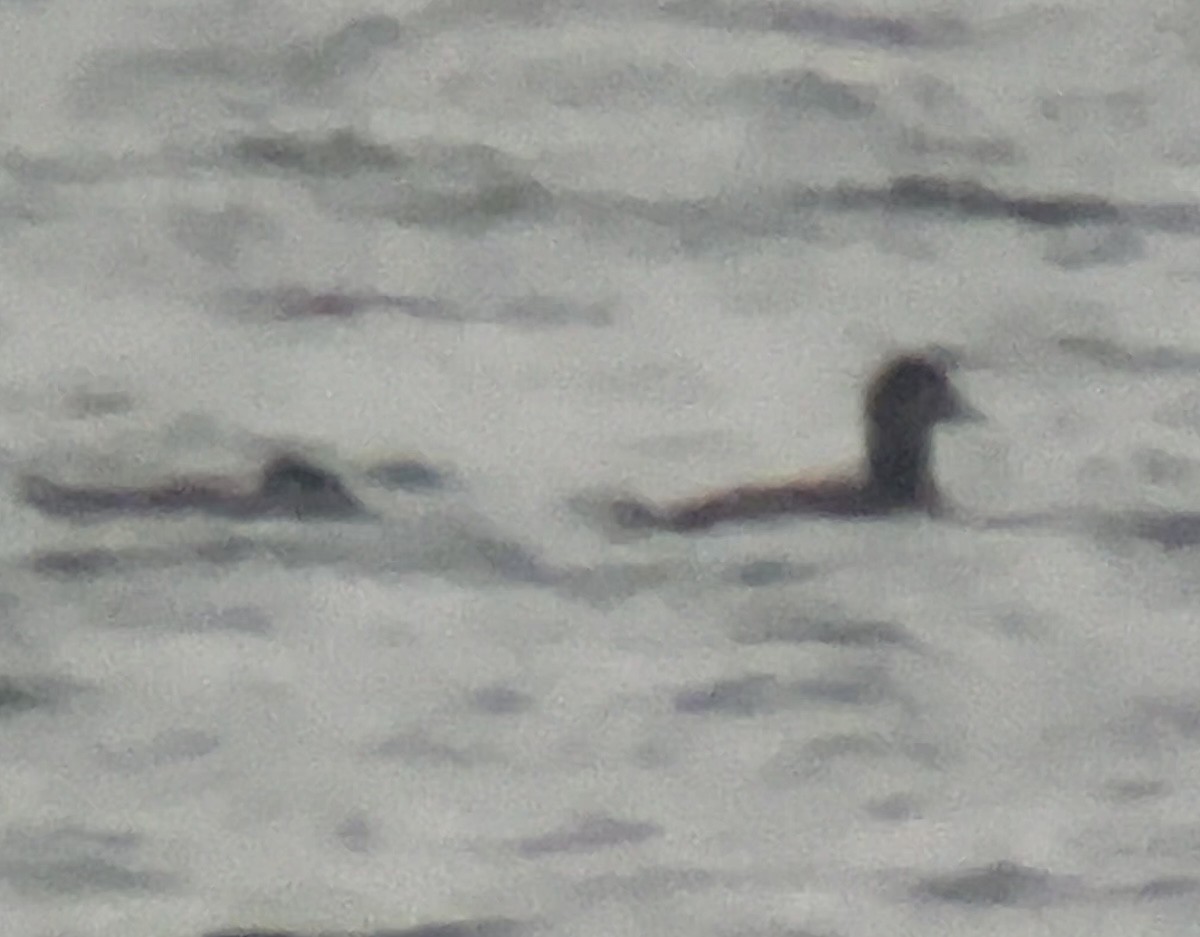 Surf Scoter - ML646564173